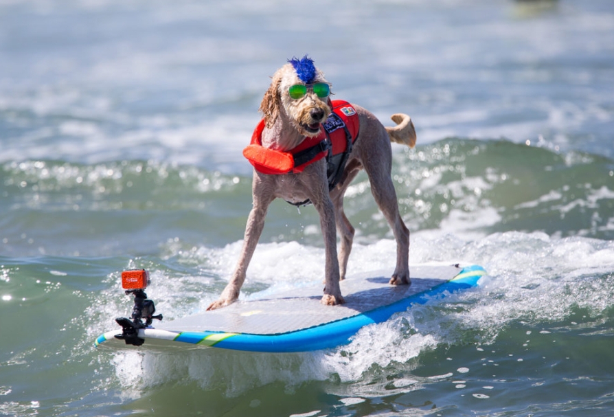 WATCH: Derby the Surfing Dog stops in Coronado for summer reading event - Vimarsana News