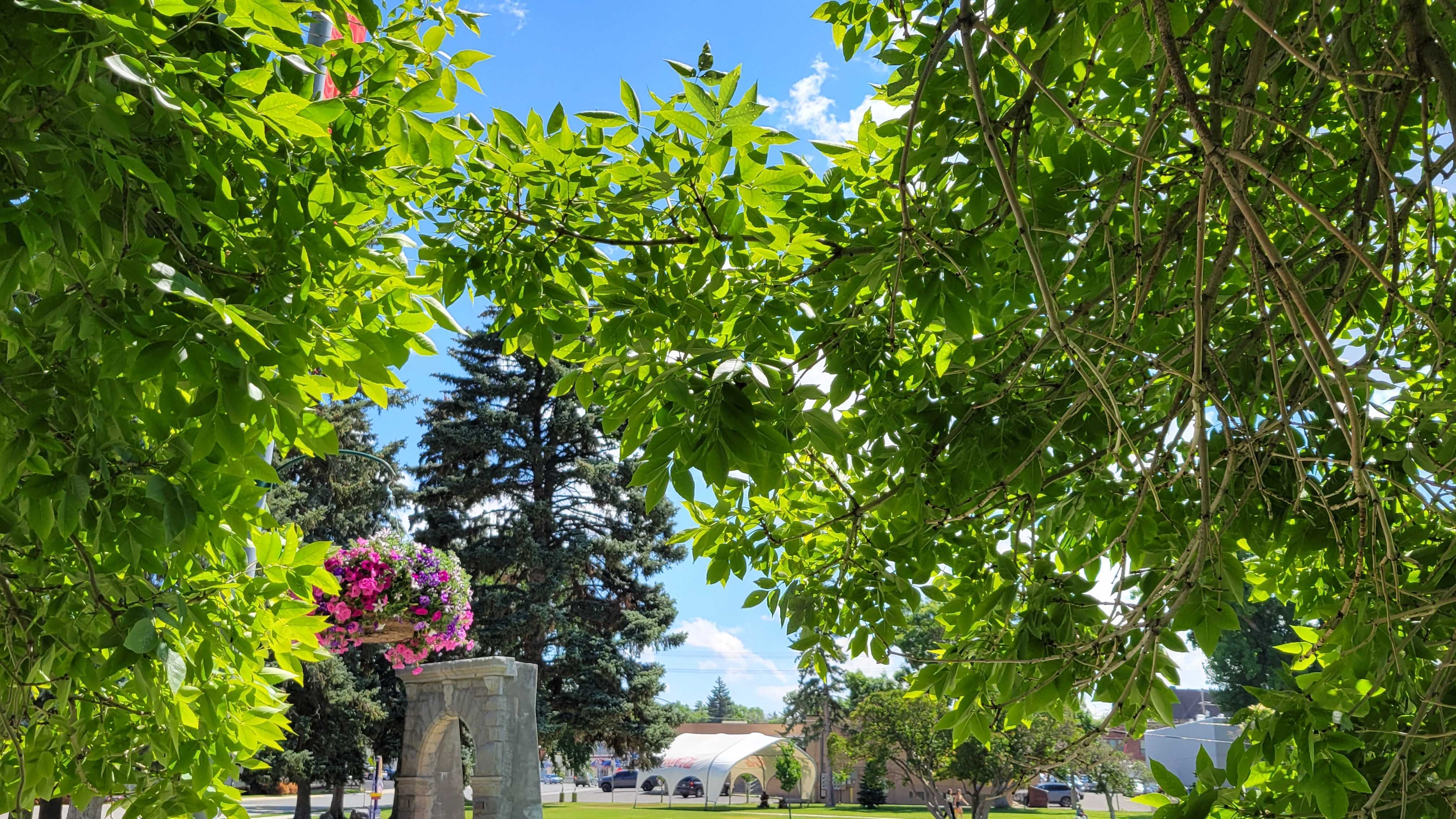 Helena's Urban Forest District explained - Vimarsana News