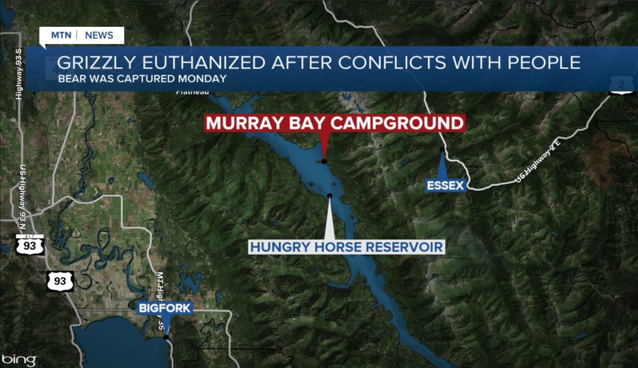 Grizzly bear euthanized after conflicts at Hungry Horse Reservoir - Vimarsana News