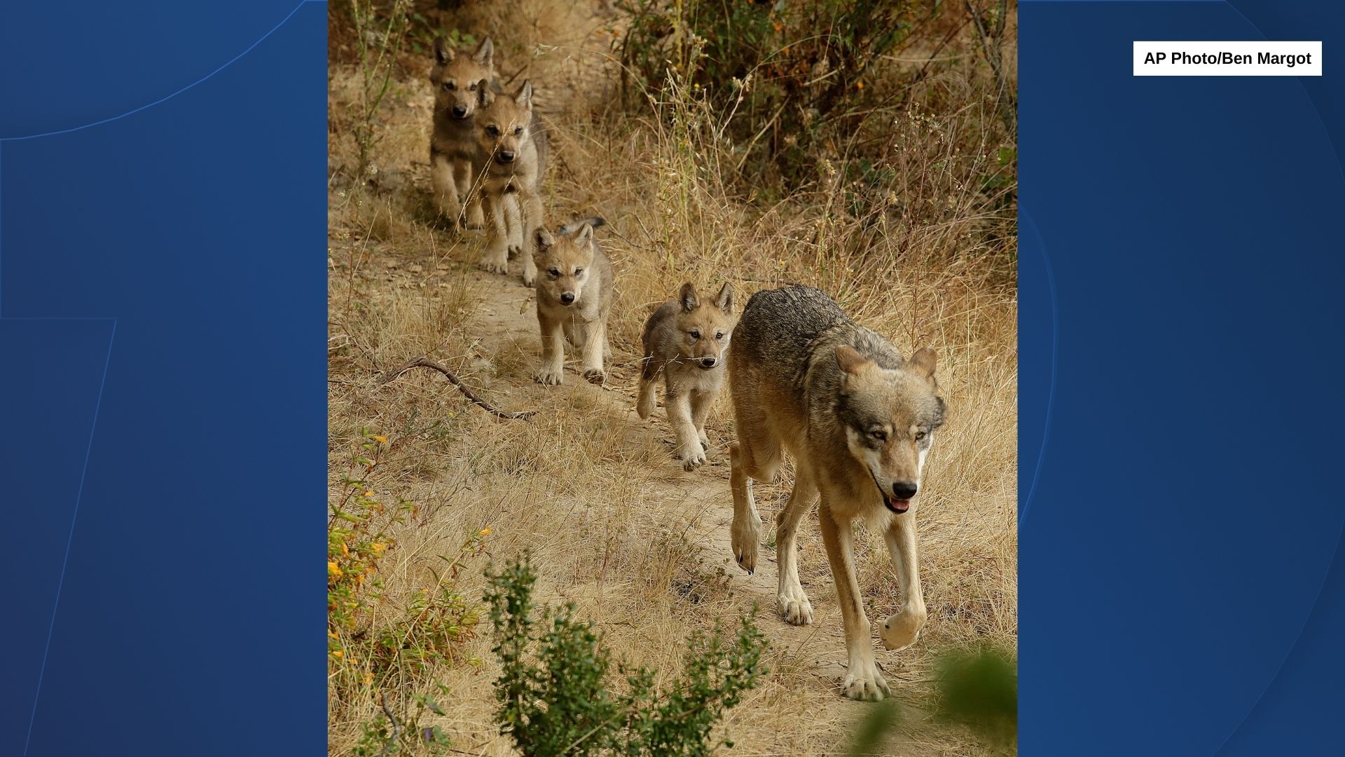Researchers have identified a new pack of endangered gray wolves in California - Vimarsana News