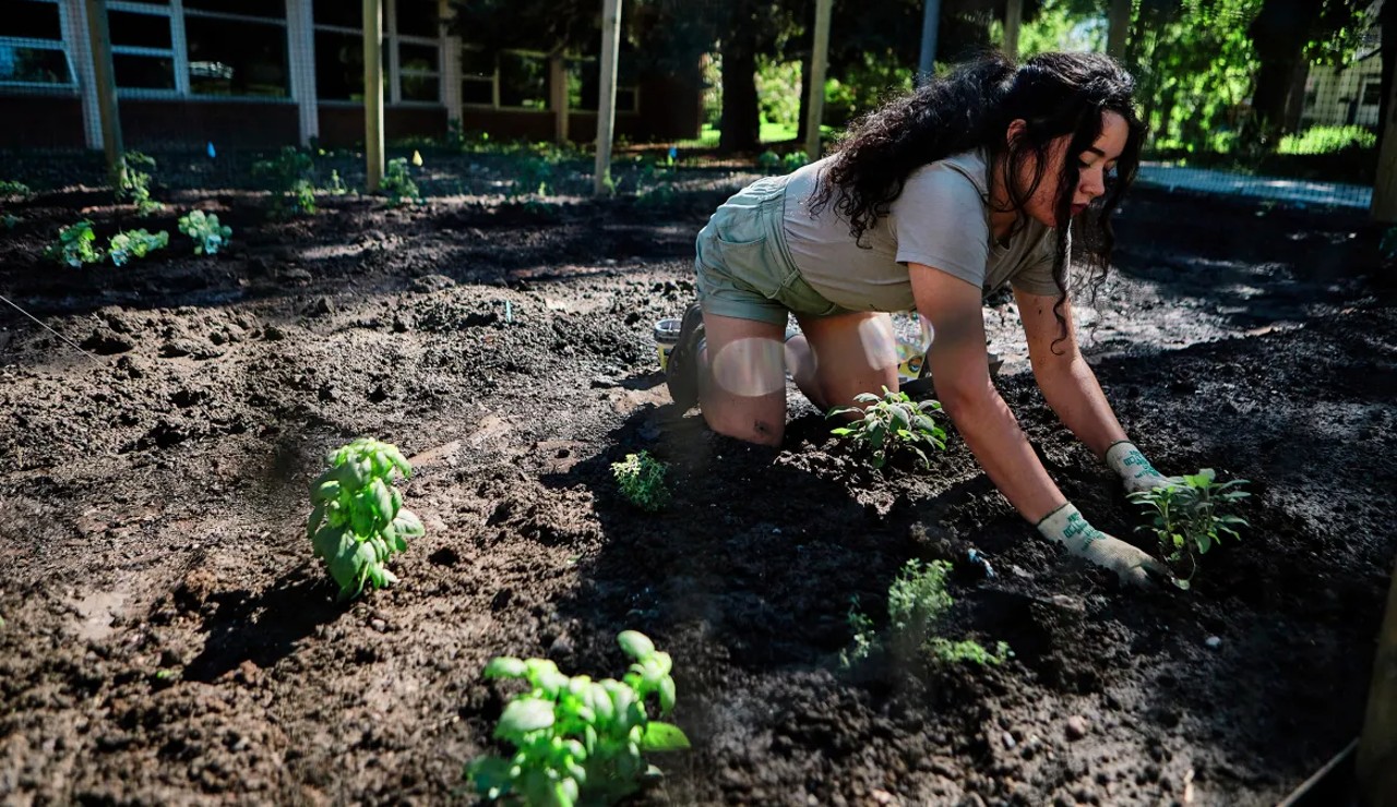 Food sovereignty movement sprouts as bison return to Indigenous communities - Vimarsana News