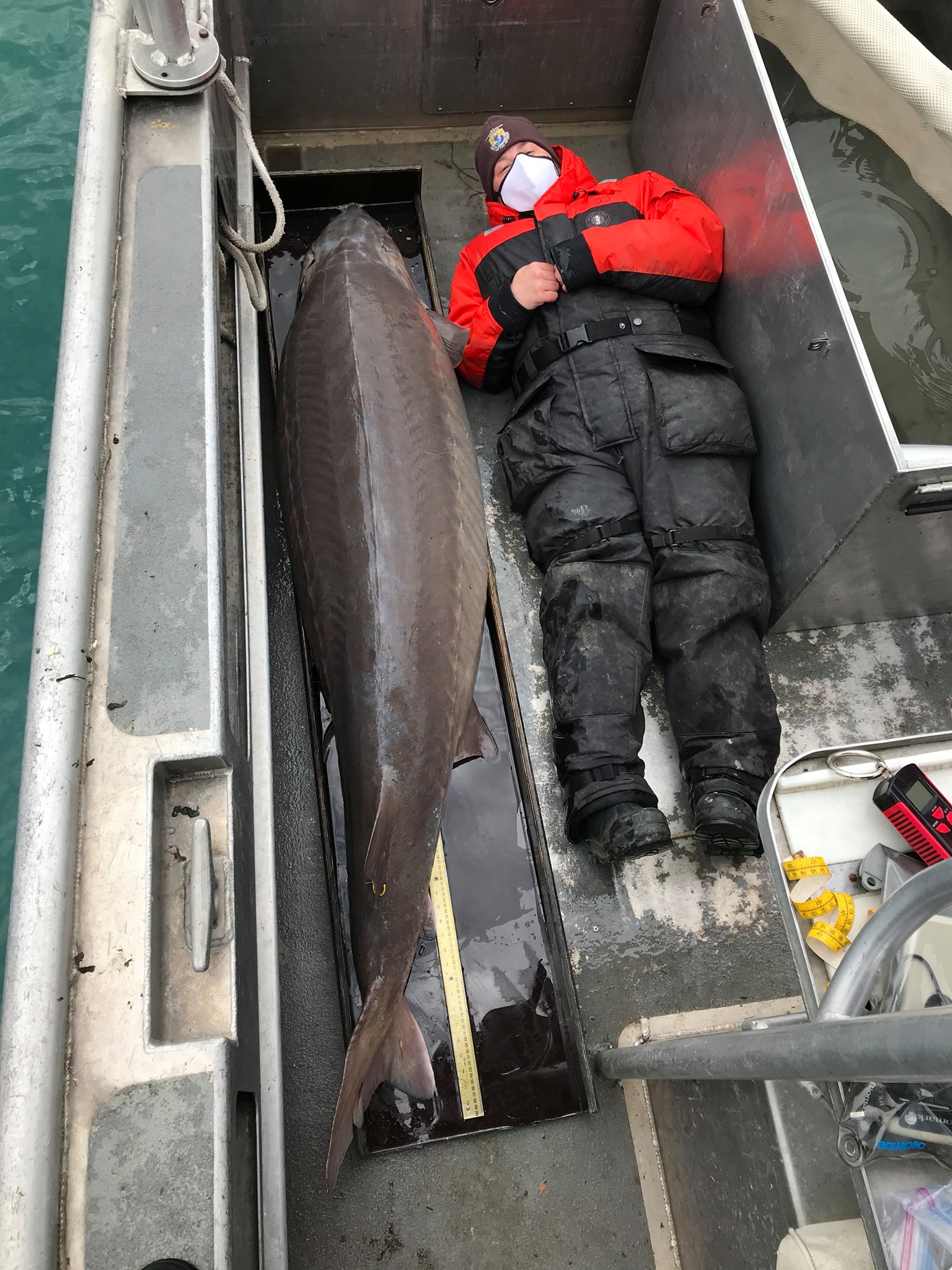 Nearly 7-foot, 240-pound lake sturgeon caught in Detroit River believed to be 100+ years old - Vimarsana News