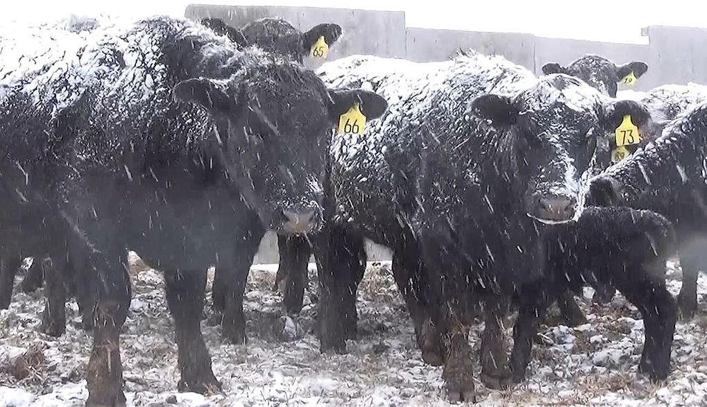 Fergus County MSU Extension offers Pre- and Post-Calving resources - Vimarsana News