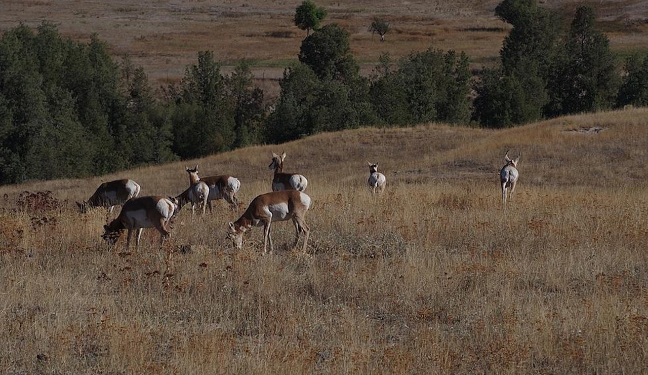 Public skeptical about FWP's new strategy for Fish Creek - Vimarsana News