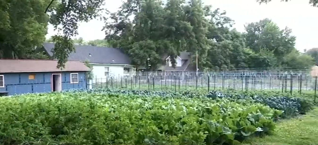 Urban garden in heart of KC provides fresh, organic produce regardless of income - Vimarsana News