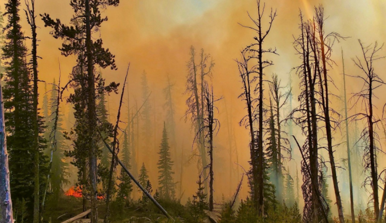 Hog Trough Fire grows slightly to 731 acres - Vimarsana News