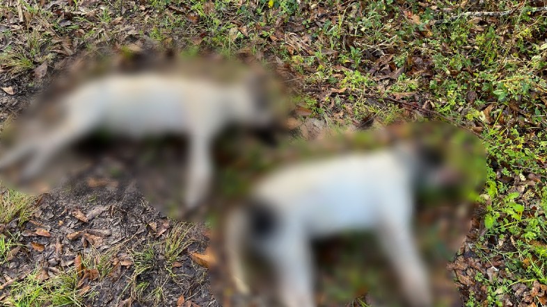 VPSO: Person who shot dogs says he was protecting his chickens - Vimarsana News