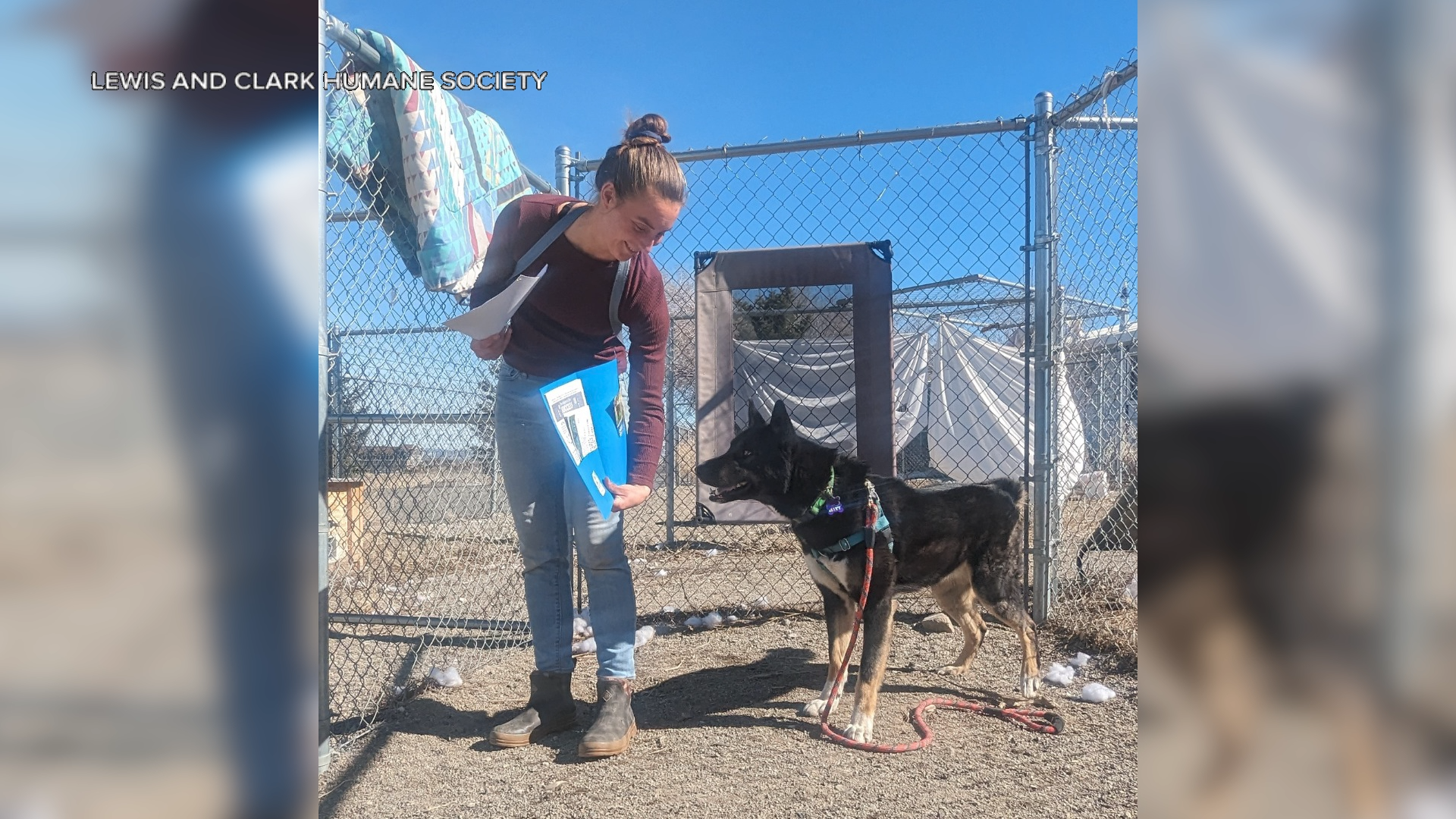 Helena dog finds forever home after 676 days at shelter - Vimarsana News
