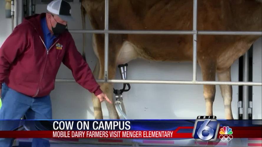 Menger students receive a special lesson on dairy farming - Vimarsana News