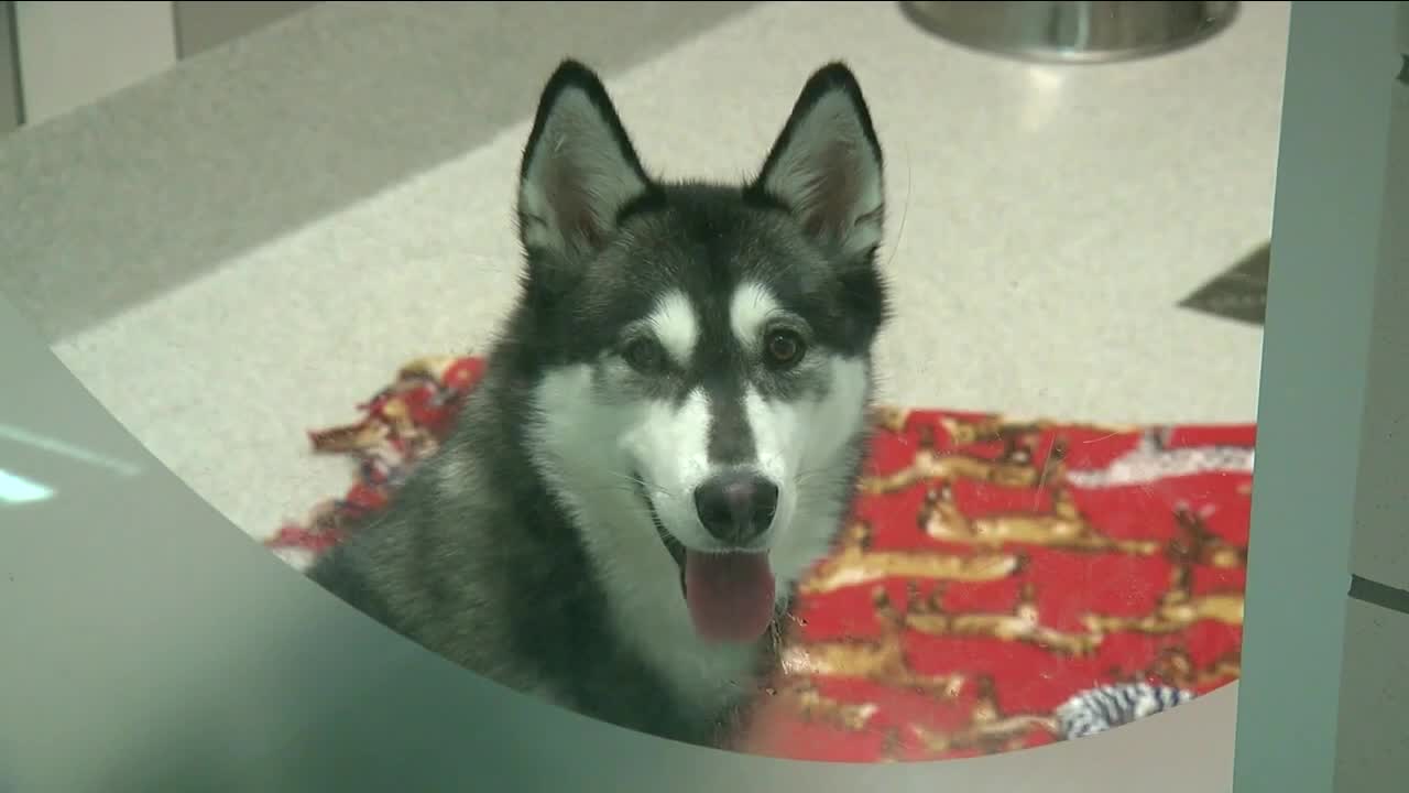 Dumb Friends League animal shelter overcrowded with adoptable pets - Vimarsana News