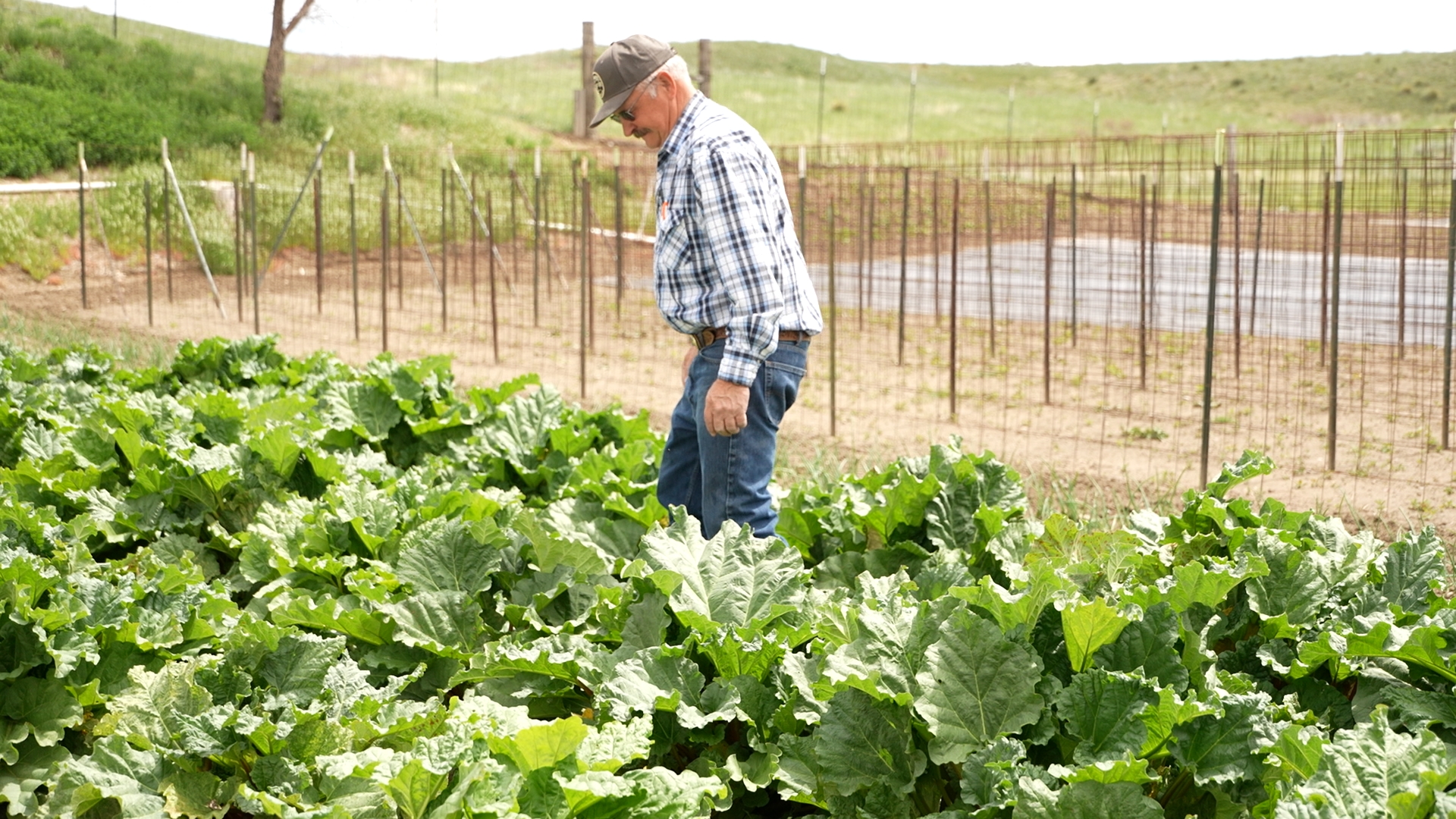 King Family Farms prepping for another season of Gardeners' Market in Billings - Vimarsana News