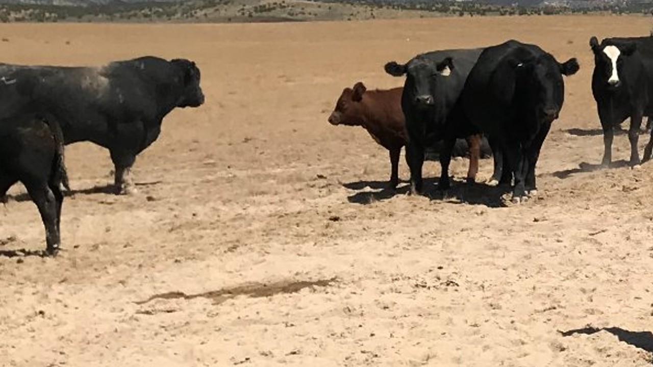 $20,000 reward offered in multiple 'suspicious livestock killings - Vimarsana News