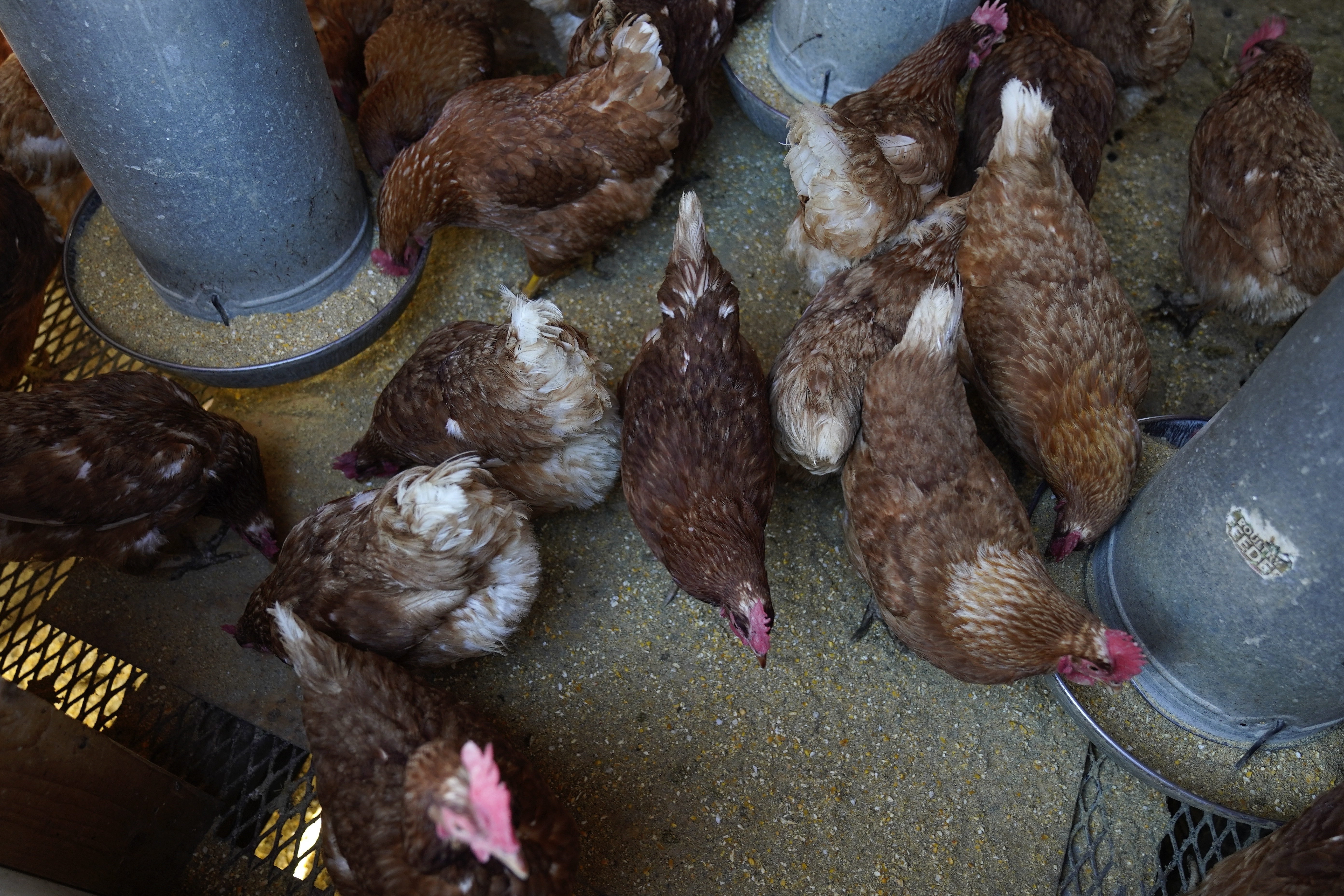 Bird flu costs pile up as outbreak enters second year - Vimarsana News