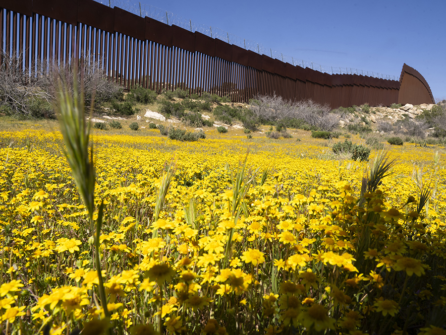 Botanists scouring border to document forgotten ecosystem split by giant wall - Vimarsana News