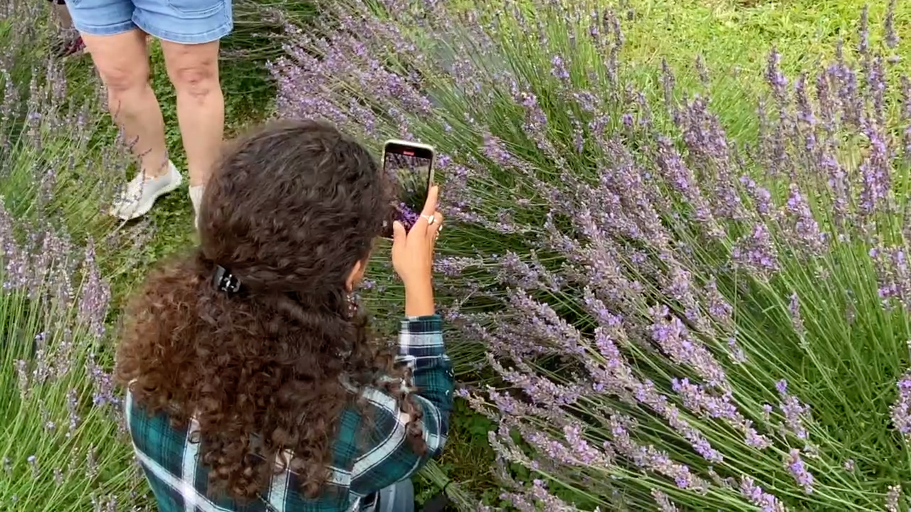 Miamisburg u-pick lavender farm offers beautiful blooms to visitors - Vimarsana News