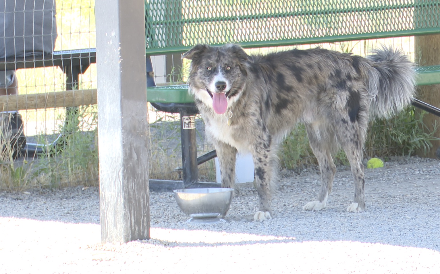 Hot dog days of summer can be harmful to pets - Vimarsana News