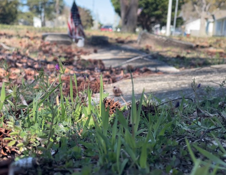 Danville hopes to beautify city's first Black cemetery - Vimarsana News