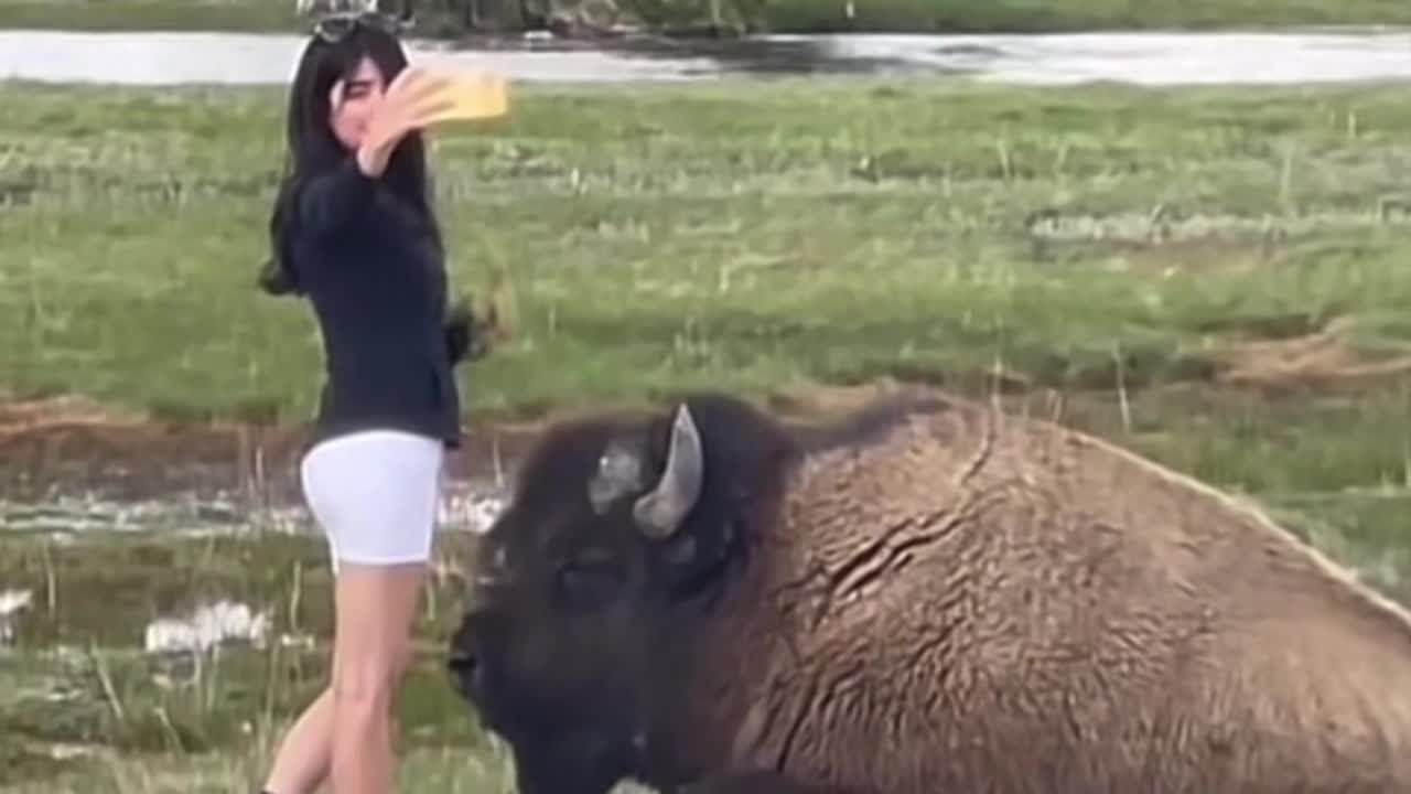 Bad behavior in Yellowstone National Park appears to be on the rise - Vimarsana News