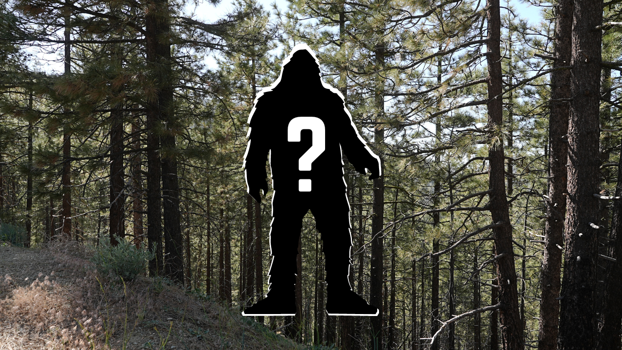 Could bigfoot be lurking beyond the trees in Pine Mountain Club? - Vimarsana News