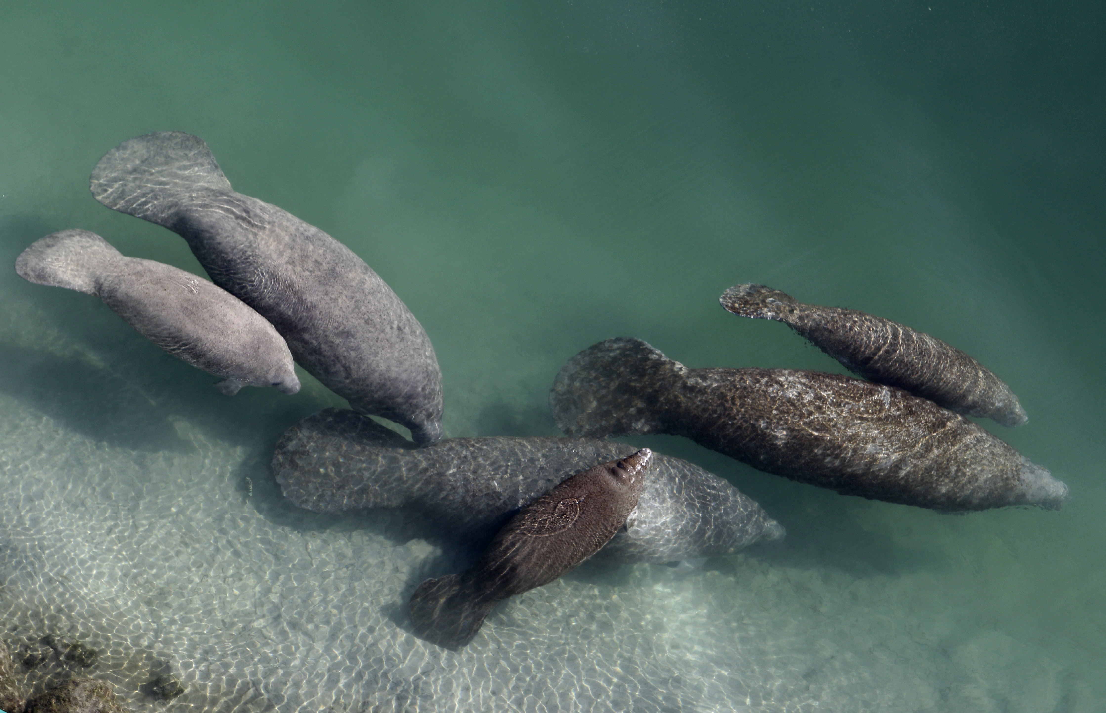 Dozens of Florida manatees in rehab amid ongoing starvation - Vimarsana News