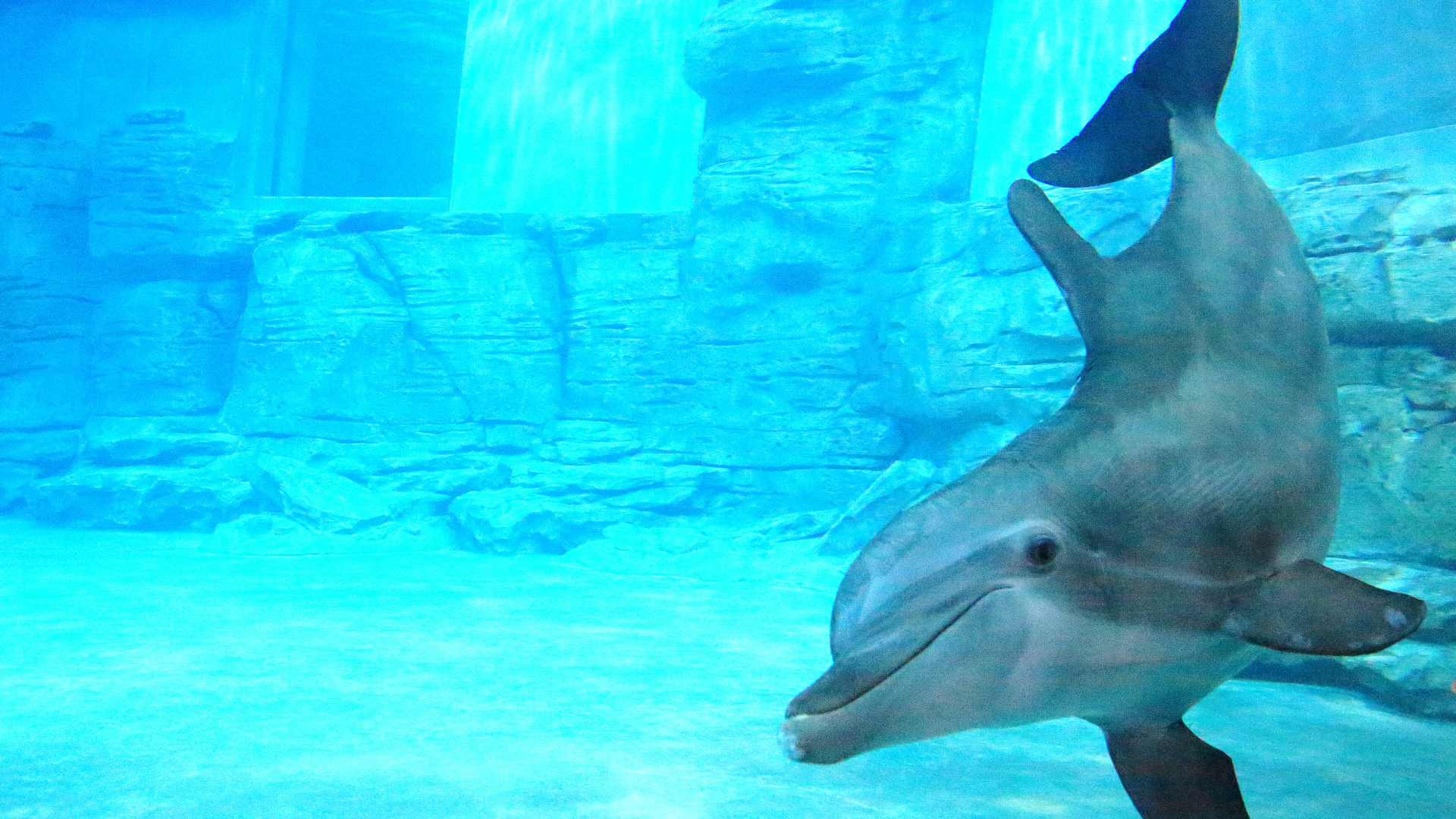 Clearwater Marine Aquarium celebrating Winter's anniversary with 'Rescue Days' - Vimarsana News
