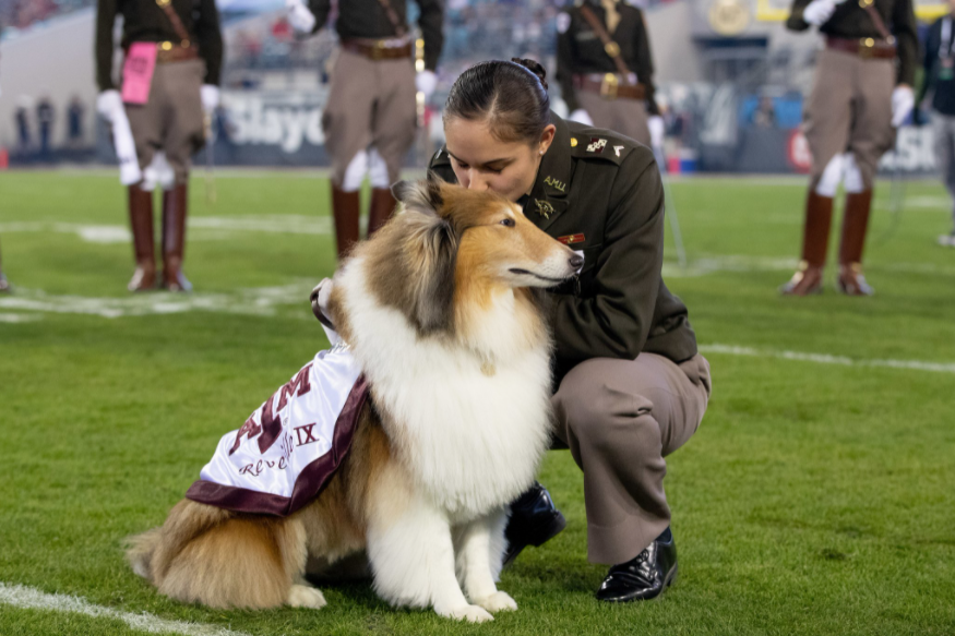 Reveille IX officially ends her reign as First Lady of Texas A&M University - Vimarsana News