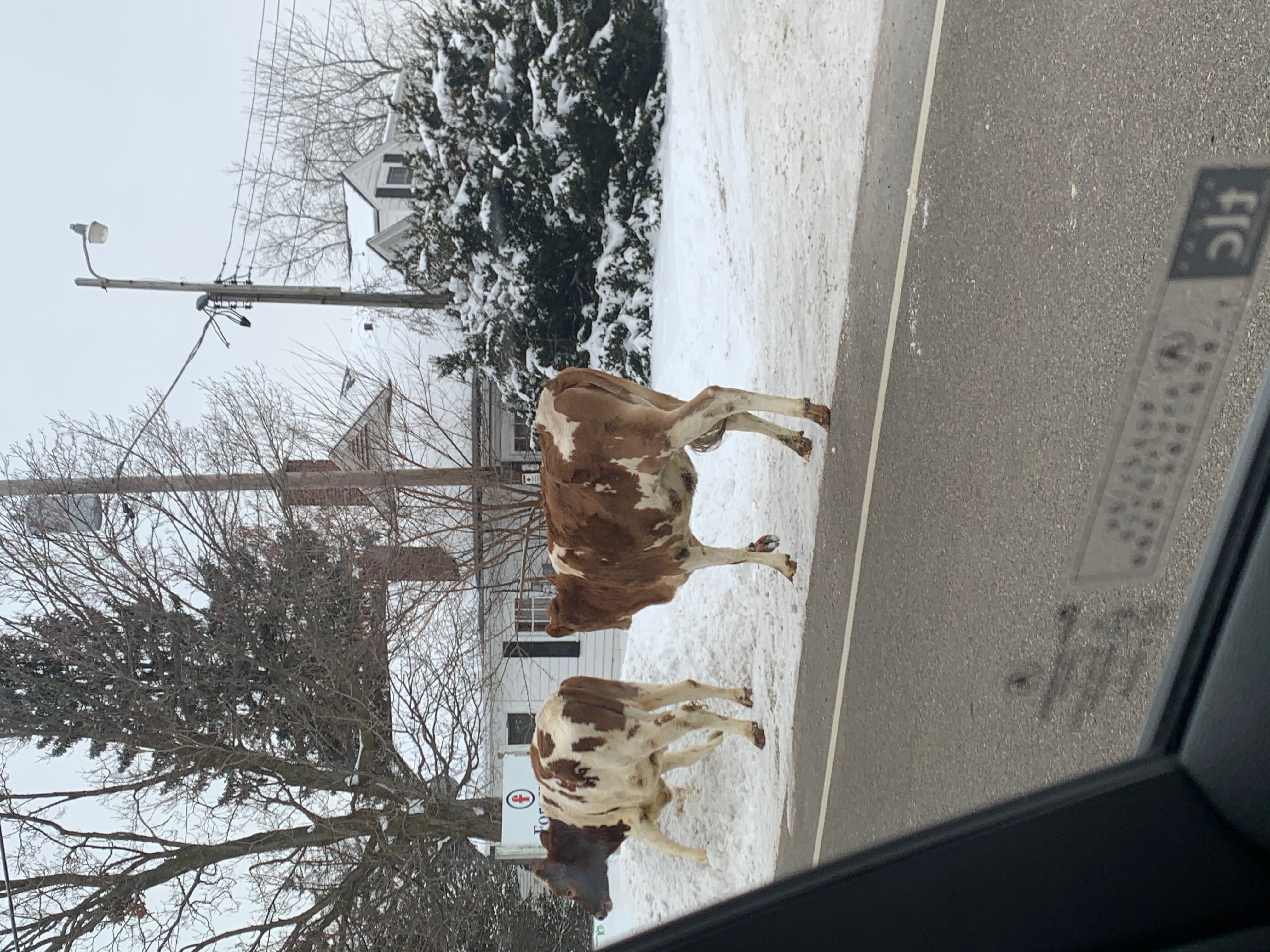 Only in Wisconsin: Cows cause traffic jam in Hartland - Vimarsana News