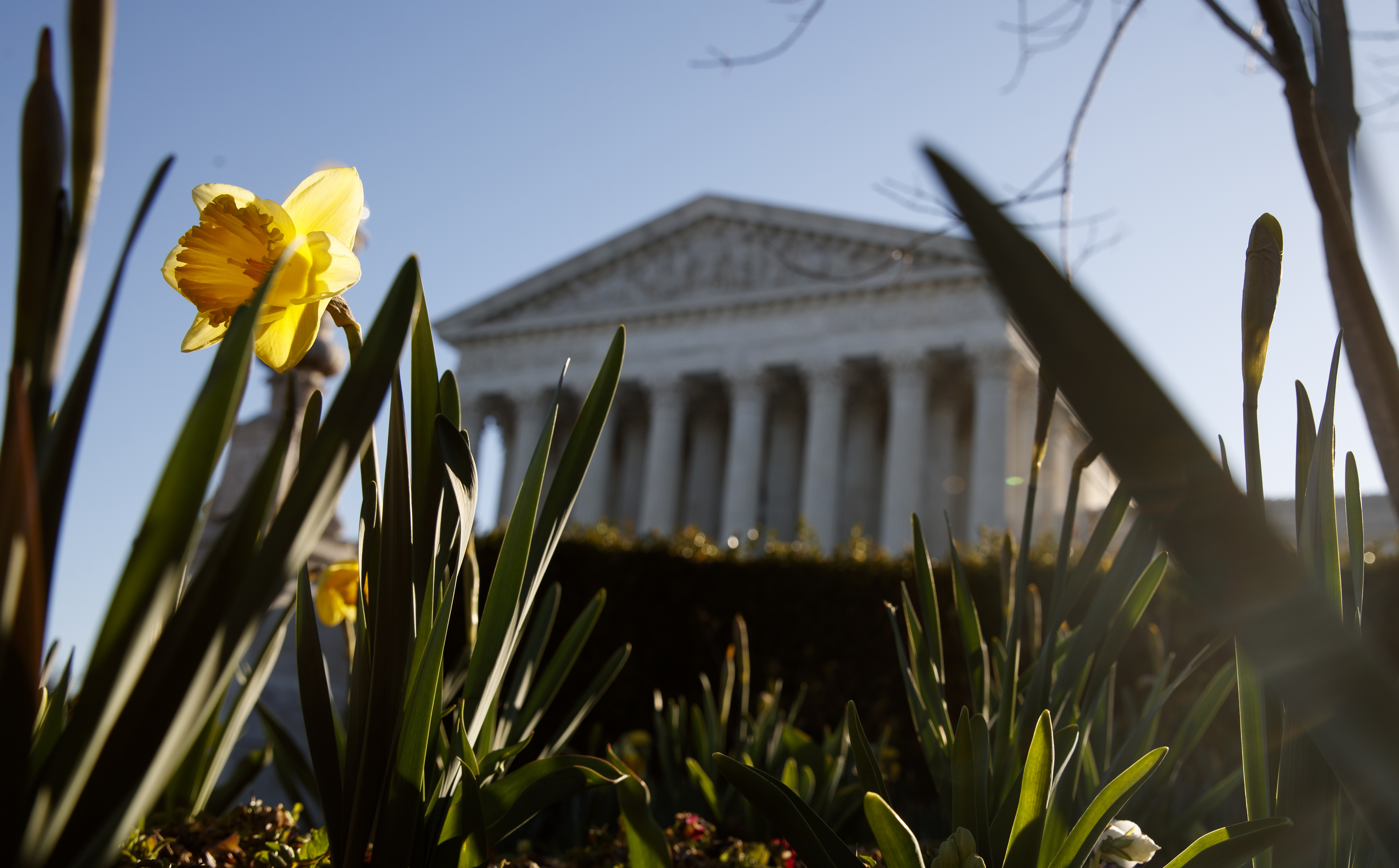 NC Supreme Court OKs speeding up redistricting arguments - Vimarsana News