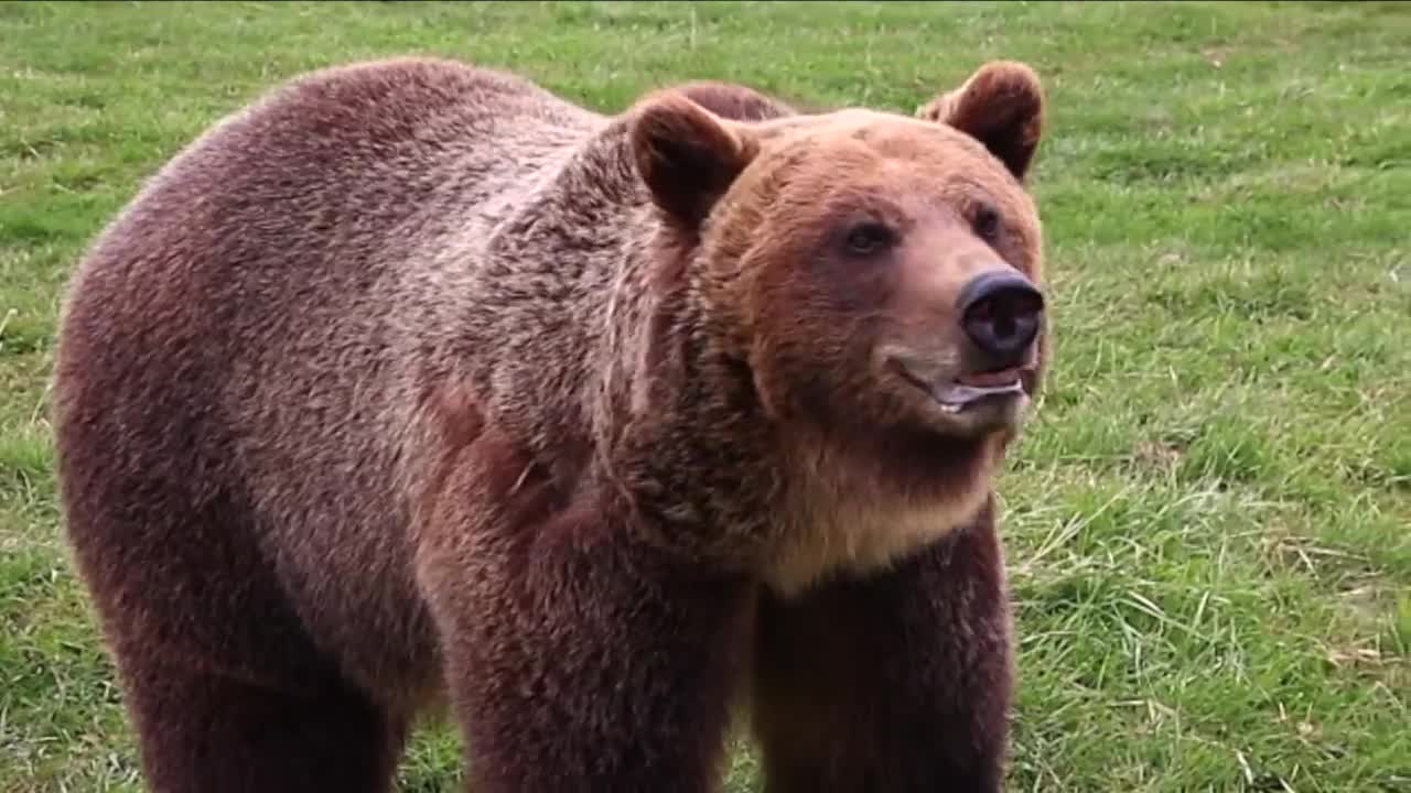 Court upholds limits on Flathead Forest roads in grizzly territory - Vimarsana News