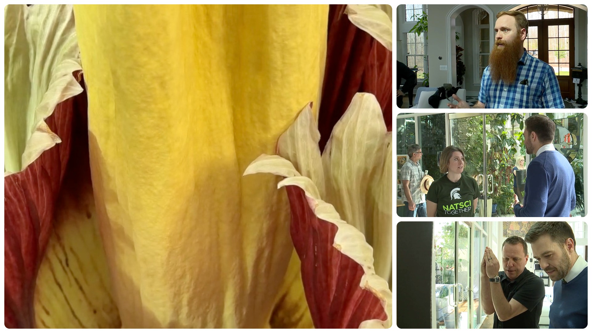 Flower lovers converge on Dexter to see blooming corpse flower - Vimarsana News