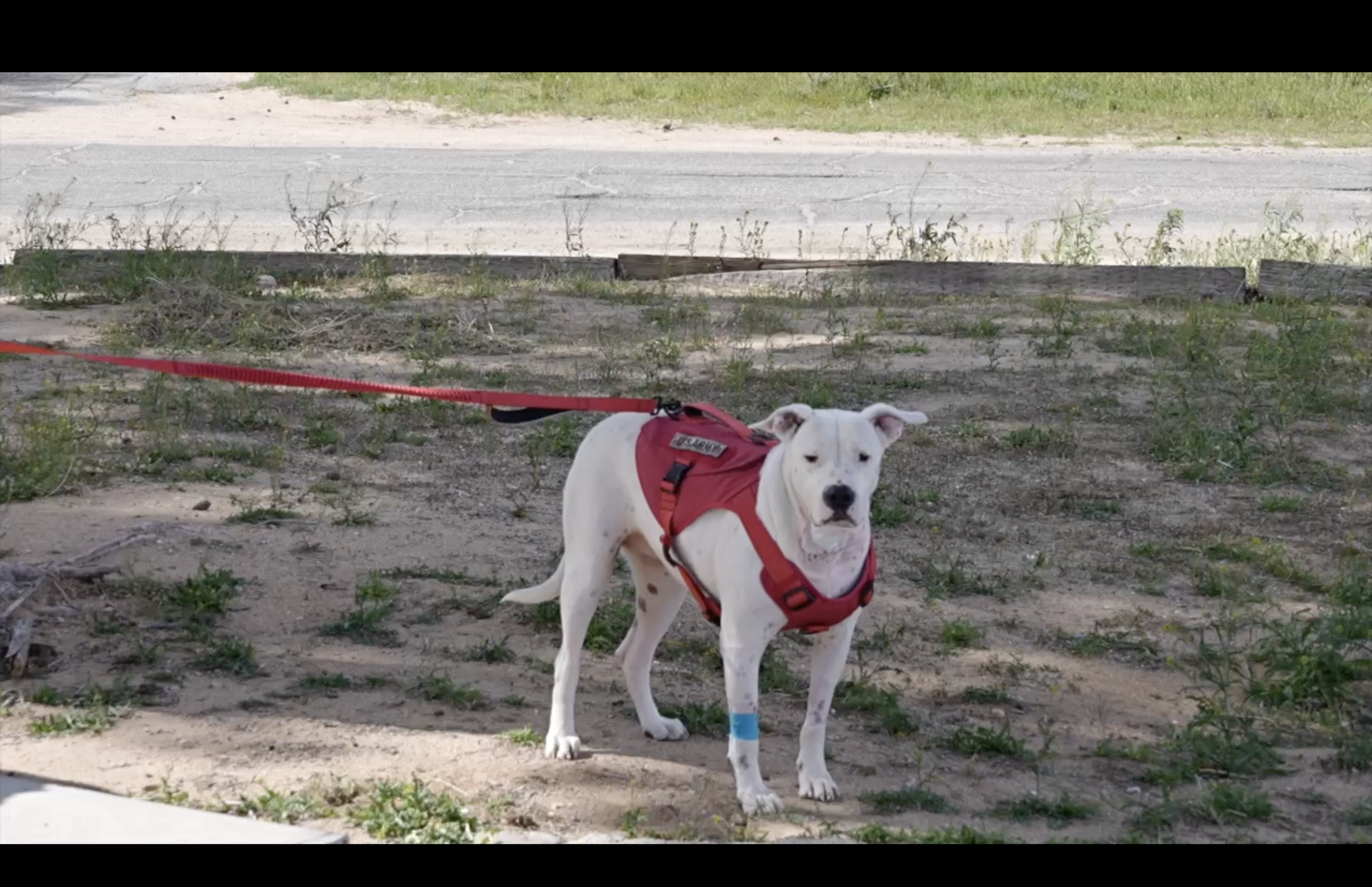 Dog shot by Cal City police returns home after surgery - Vimarsana News