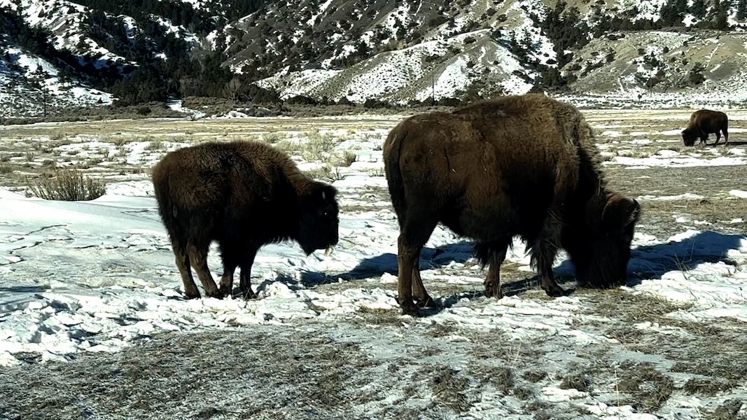 Beattie Gulch bison hunt raises safety, ethics concerns for nearby residents - Vimarsana News