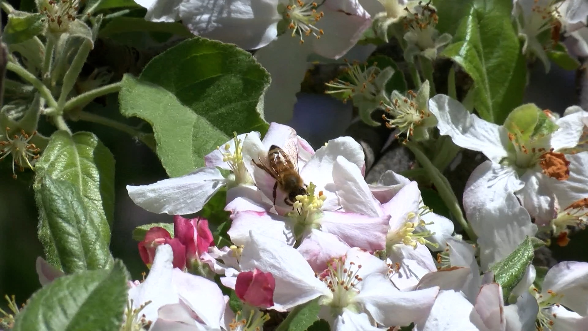 What's the buzz about bees this year? - Vimarsana News