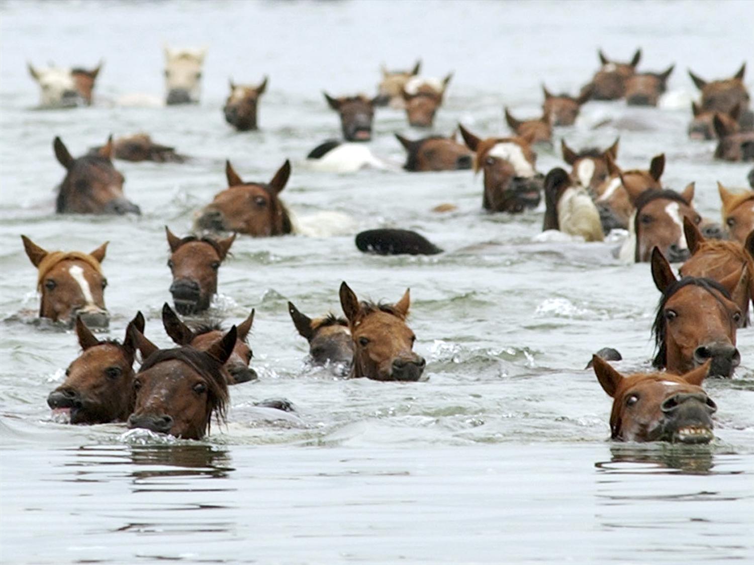 97-year tradition of Chincoteague Pony Swim returns - Vimarsana News