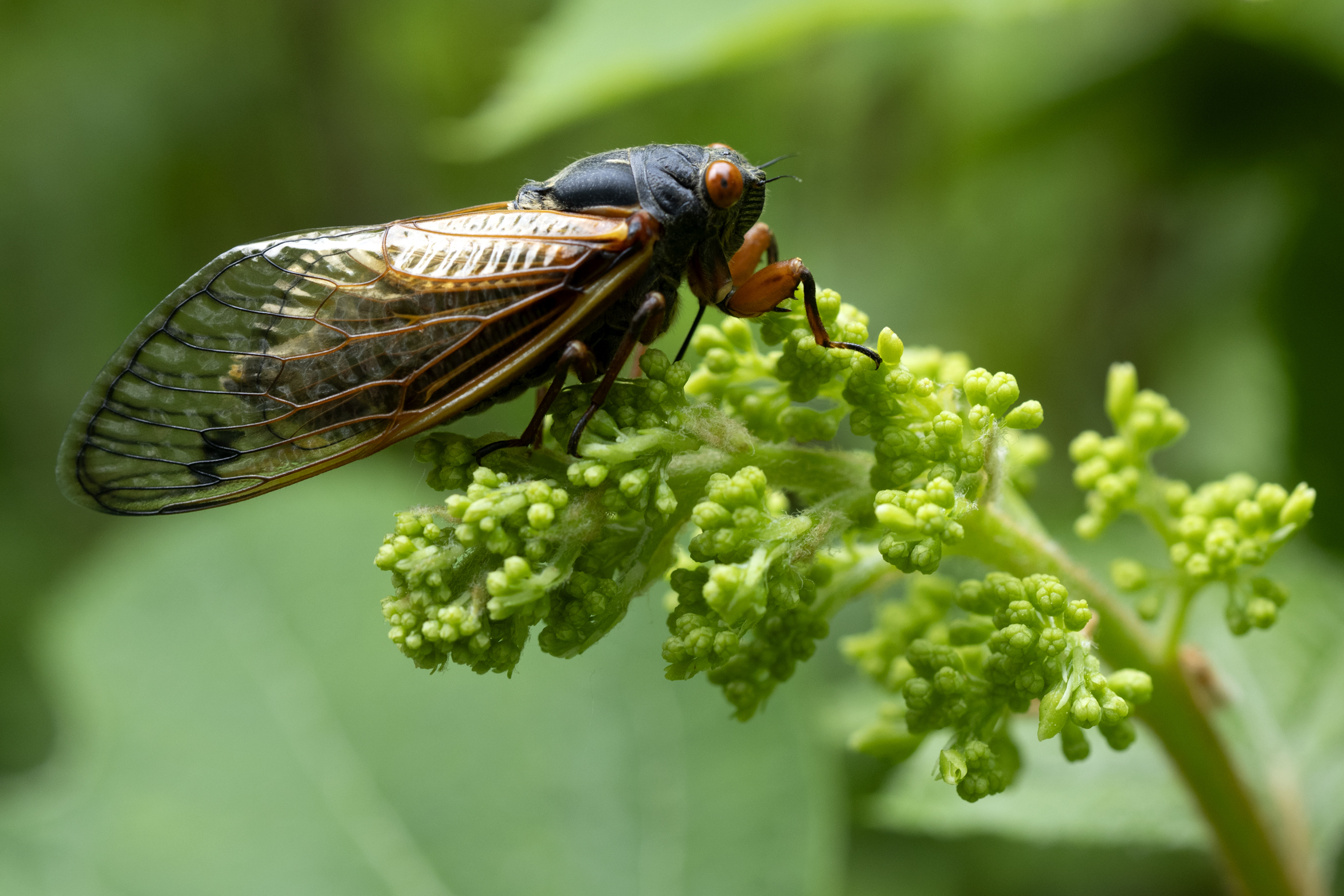 Central Kentucky misses periodic cicadas this year, set for big bug year in 2025 - Vimarsana News